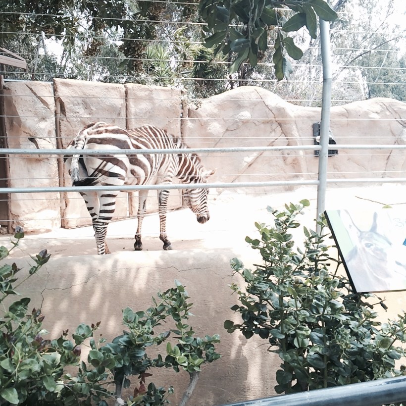 San Diego Zoo
